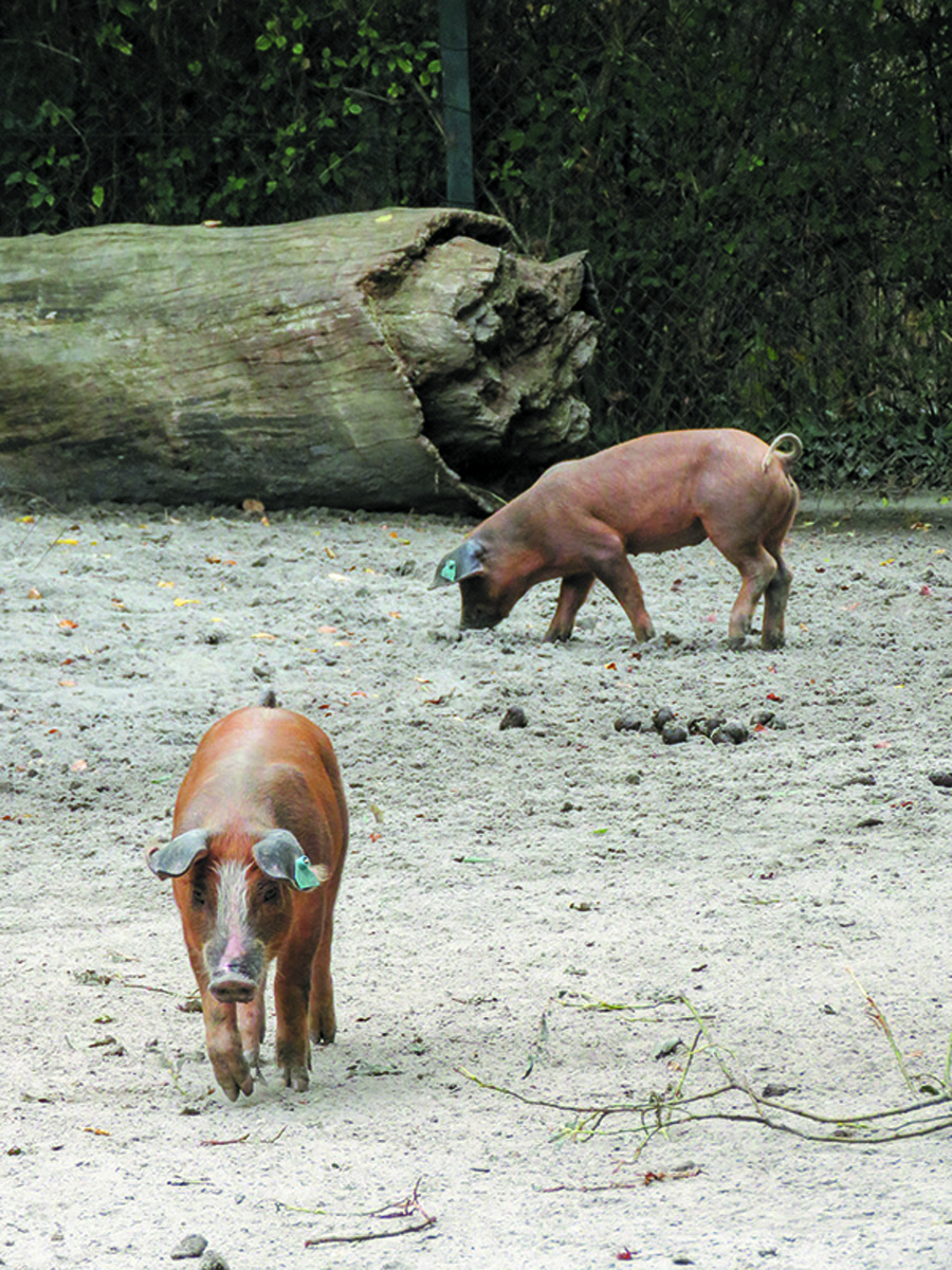 Wie leben die Tiere, von denen wir leben?