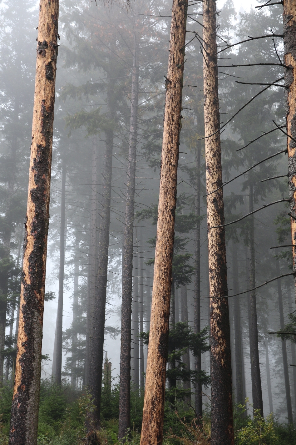 Aktuell: Jetzt Fichtenwälder auf Borkenkäfer kontrollieren – Kreisforstamt sucht gezielt „Überwinterer“