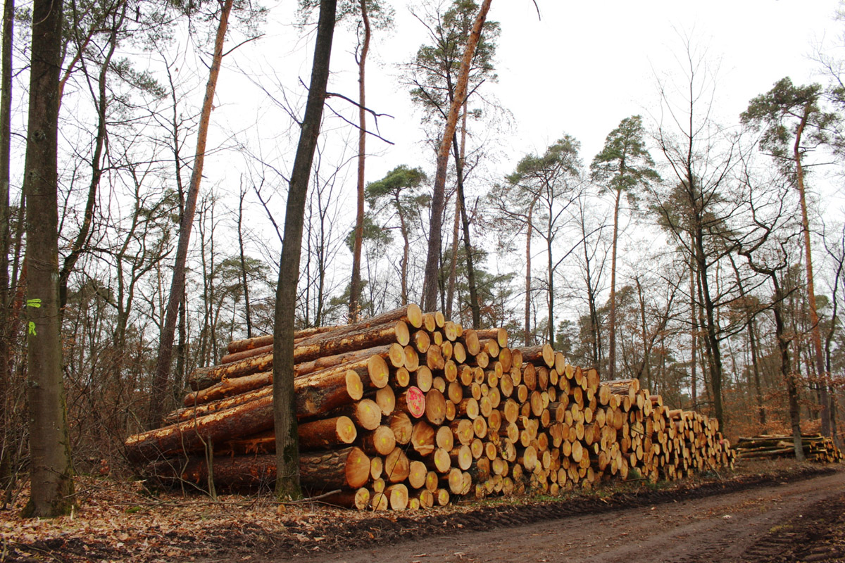 Kreisforstamt: Auswirkungen des Klimawandels werden im Wald bereits deutlich sichtbar / Derzeit große Mengen Schadholz in den Hardtwäldern
