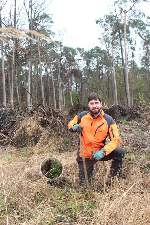 Vom Sämling zum Baumriesen – Pflanzung und Saat zum Wiederaufbau trockenheitsgeschädigter Waldbestände in der Schwetzinger Hardt