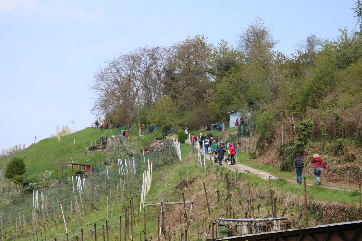 Völkerwanderung auf dem Blütenweg