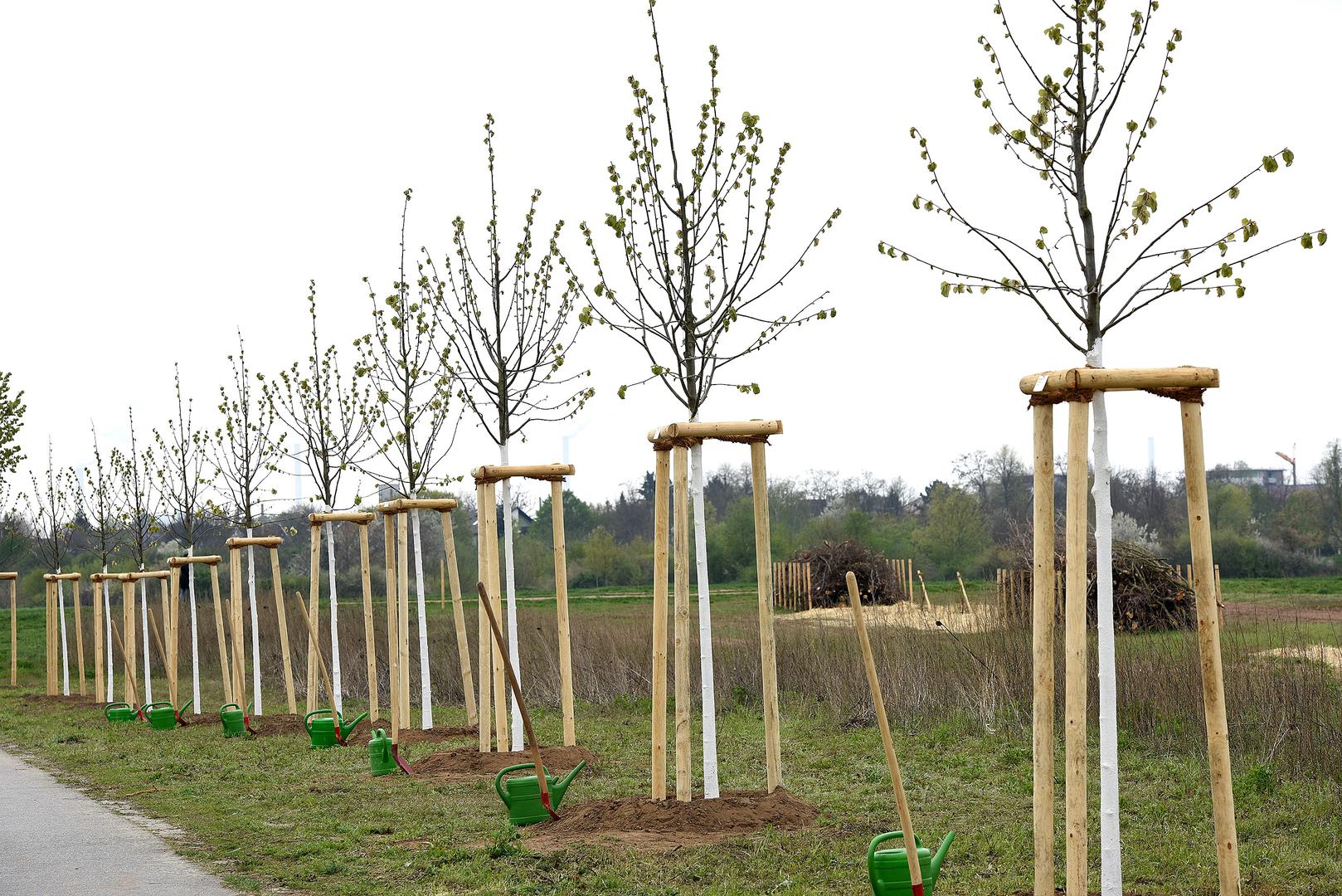 Tag des Baumes: Bäume für das Parkschwimmbad Rheinau und den Bürgerpark