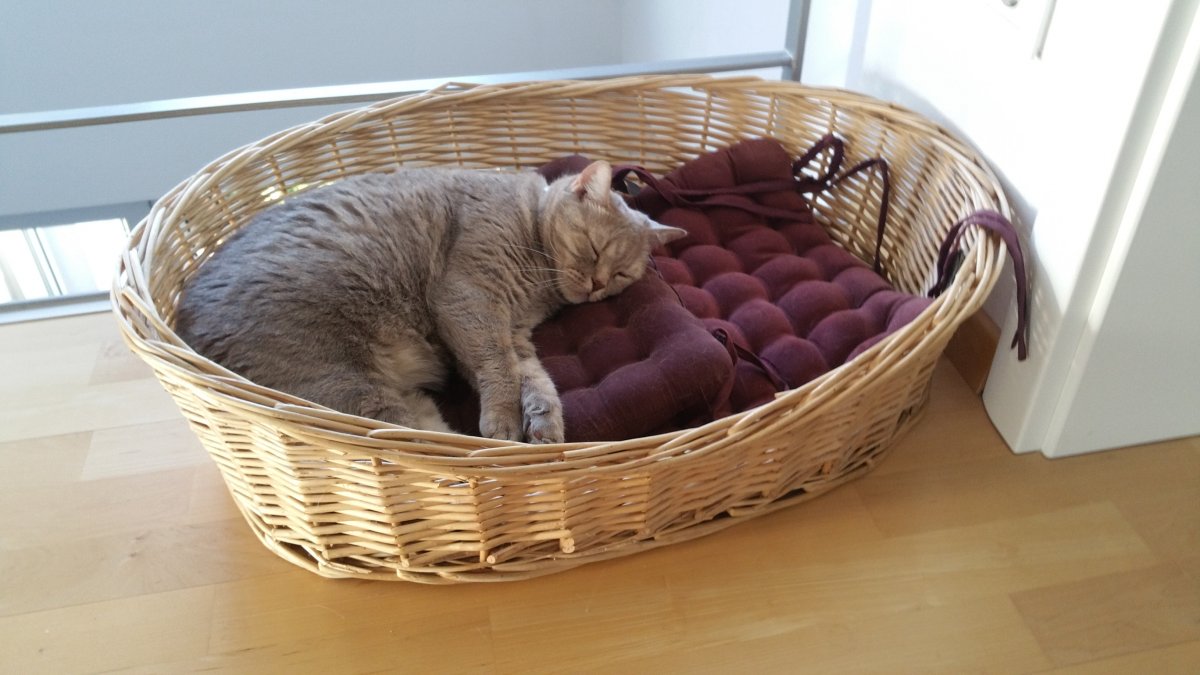 „Cat Day“ im Tierheim Mannheim