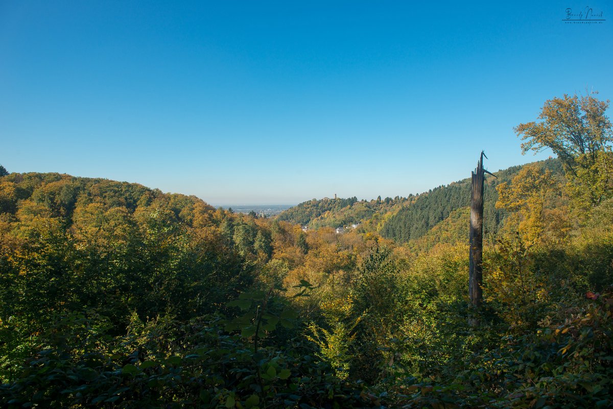 Am Sonntag, 1. September,  bietet Weinheim wieder eine fachkundige Führung durch den Exotenwald an