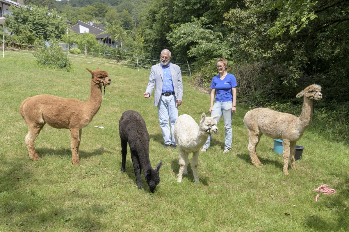 Heidelberg: Bürgermeister Erichson besuchte bei seiner Sommertour die Alpakafarm Hirtenaue in Ziegelhausen