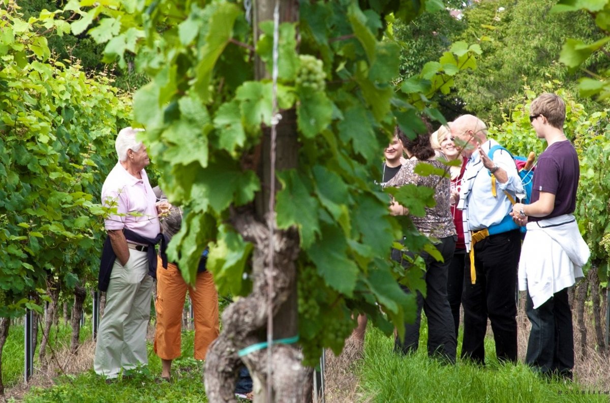 Weinwanderung „Erntedank-Tour“ in Weinheim mit Weinerlebnis und Weingut Schröder am 6. Oktober von Lützelsachsen zum Marktplatz