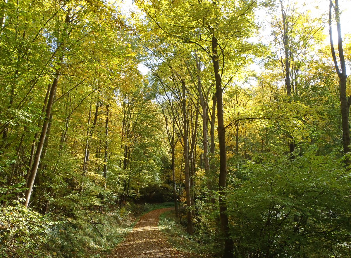 „Ab in den Wald“: Das Kreisforstamt bietet im Juni wieder interessante Veranstaltungen