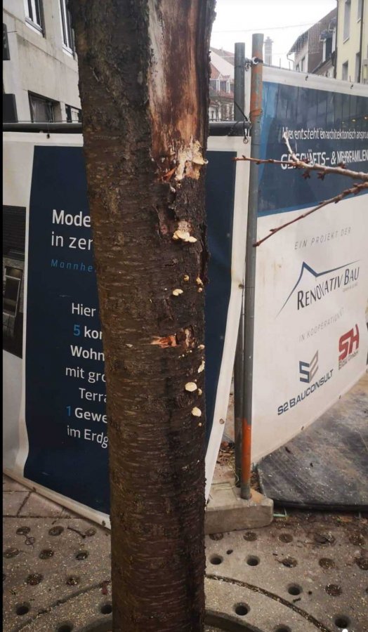 Schwetzingen: Baumfällarbeiten im Masurenweg