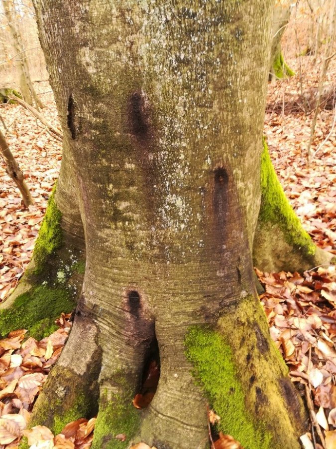 Trockenschäden im Gaiberger Wald – Fällen der Buchen erforderlich