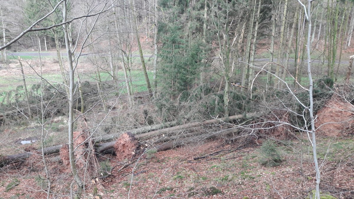 Nachwirkungen von „Sabine“: Sturmholz in den Wäldern des Rhein-Neckar-Kreises wird beseitigt
