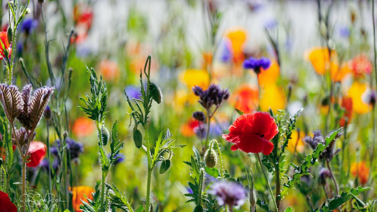 Stadtgärtner haben an einigen Straßen und Wegen Blumenwiesen gesät, die jetzt zu blühen beginnen – Erklärvideo zur „Weinheimer Kiste“ online