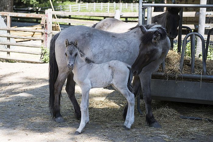 Ludwigshafen: Erneut Tarpanfohlen im Wildpark geboren