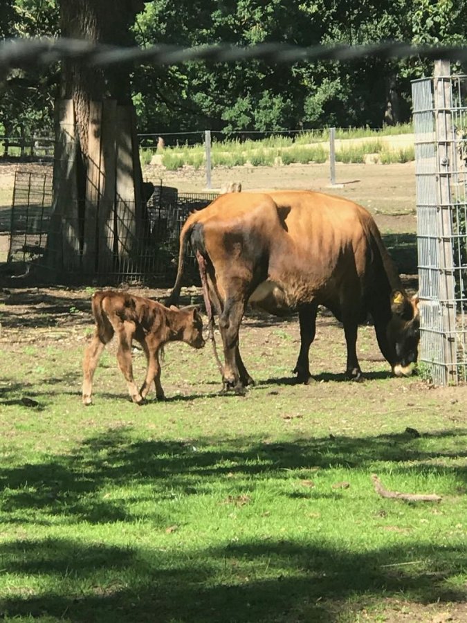 Mannheim: Nachwuchs bei den Auerochsen im Dossenwald