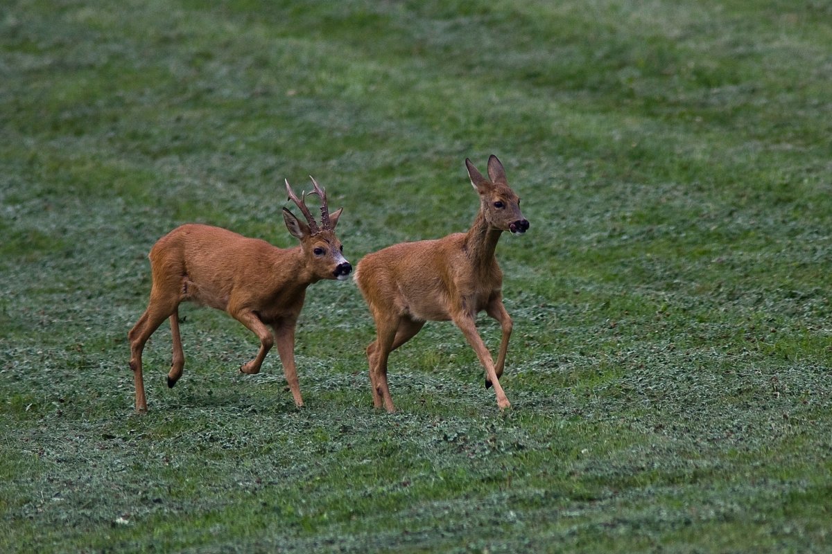 Der Wildtierbeauftragte des Rhein-Neckar-Kreises informiert: Wenn Liebe blind macht – Die Blattzeit beim Rehwild beginnt