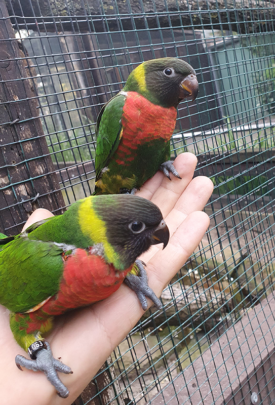 Wertvoller und farbenfroher Nachwuchs im Zoo Heidelberg