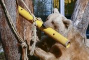 Kisten, Röhren, frische Äste: Was sorgt für Abwechslung bei den Tieren im Zoo Heidelberg?
