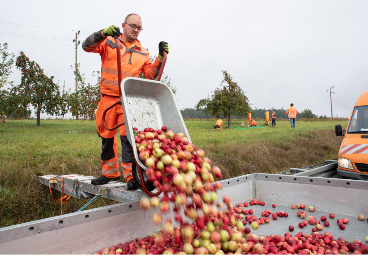 Reifes Obst für neue Bäume – Straßenmeisterei des Rhein-Neckar-Kreises erntet Obst zur Erhaltung des Baumbestands