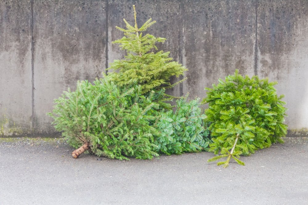 Weihnachtsbäume können im Wertstoffhof Heidelberg-Rohrbach abgegeben werden