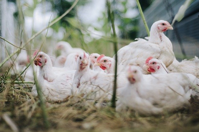 Veterinäramt und Verbraucherschutz: Geflügelpest ist nun auch in Baden-Württemberg angekommen