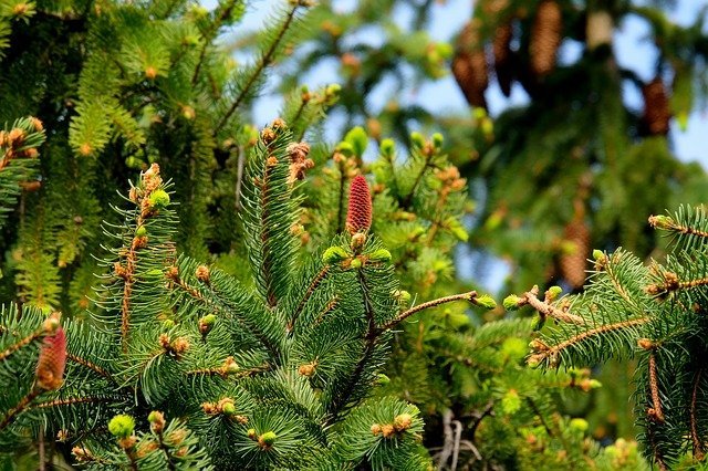 Schwetzingen: Wohin mit dem Christbaum nach Weihnachten? Abgabe am 9. Januar 2021 auf dem Häckselplatz und am Stadion möglich