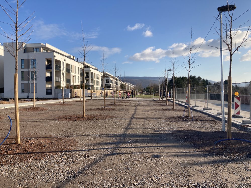 Bahnstadt: Erste Halbzeit der Bauarbeiten an der Pfaffengrunder Terrasse abgeschlossen  Bauarbeiten für neuen Platz im Zeitplan / Erste Bäume sind gepflanzt / Großteil folgt ab April 2021