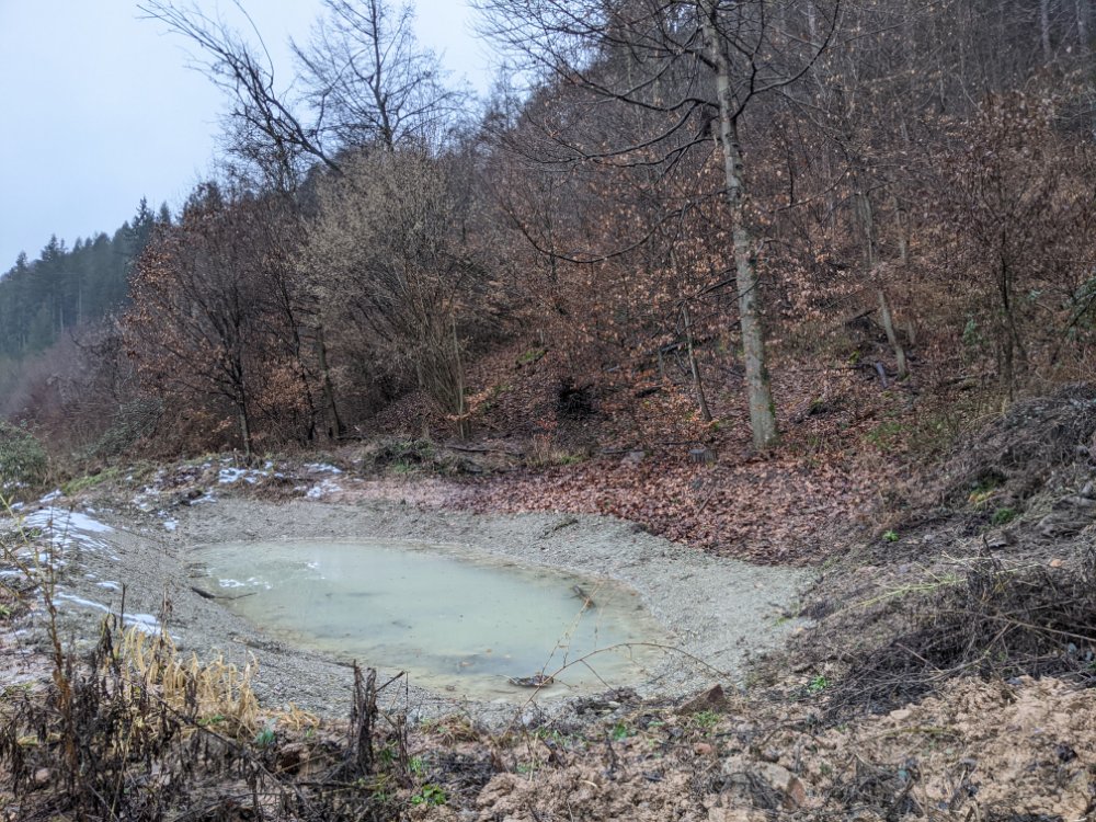 Kreisforstamt: Zwei Schülerinnen des Max-Born-Gymnasiums betreuen ein Biotop im Unteren Stadtwald in Neckargemünd  