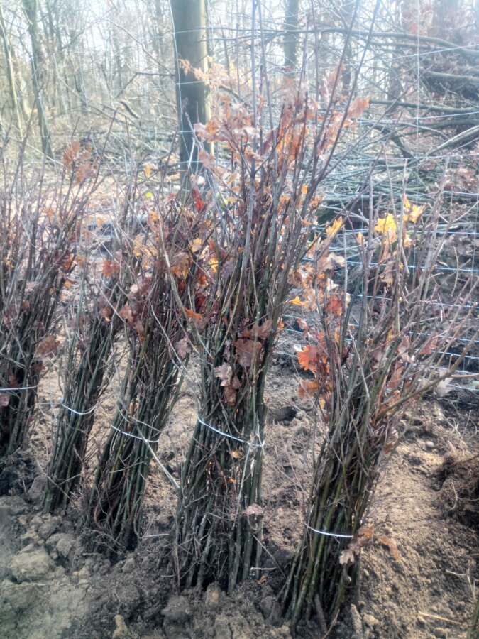 Das Kreisforstamt Rhein-Neckar informiert: Internationaler Tag der Wälder am 21. März