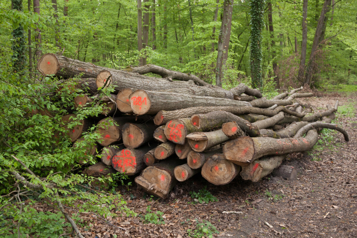 Die Brennholzsaison beginnt