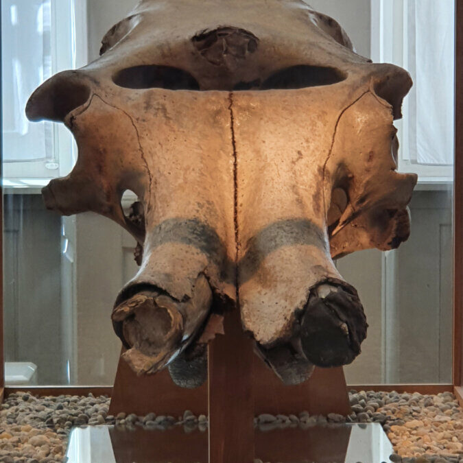 Mammut hält den Schädel hin