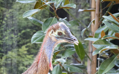 Er gilt als gefährlichster Vogel der Welt