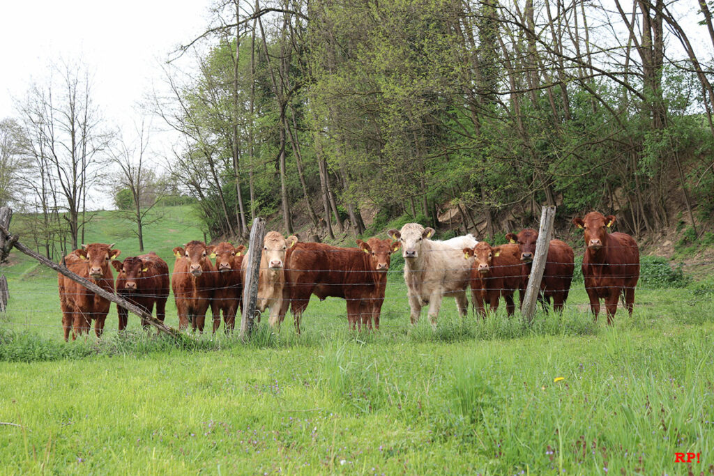 Rinder beim Weidegang