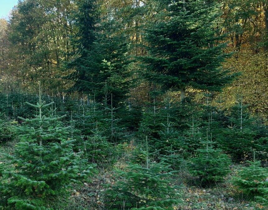 Weihnachtsbaumverkauf am Freitag, 9. Dezember, in Neckargemünd