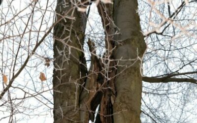 Serie „Besondere Bäume im Rhein-Neckar-Kreis“