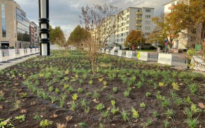 Neue Pflanzflächen: Die BUGA wird in Mannheim sichtbar