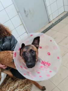 Verletzter Hund in Mannheim