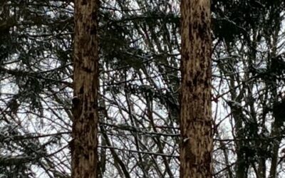 Kreisforstamt rät: Auch im Winter an den Borkenkäferbefall denken und den Wald auf Überwinterungsbäume absuchen