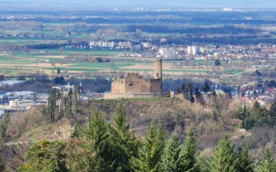 Kreisforstamt: Freie Sicht am Goldkopf in Weinheim