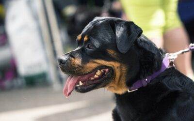 Speyer – Mann wird von Rottweiler attackiert – Wer hat etwas beobachtet?