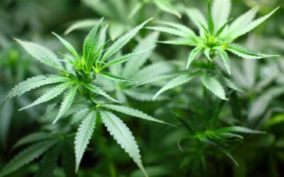 Cannabis Legalisierung in Deutschland: Pläne durch Ampel-Koalition stehen fest