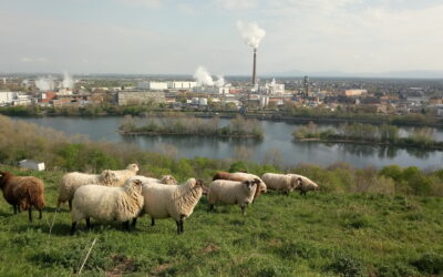 Vierbeinige Bewohner auf der Deponie Friesenheimer Insel