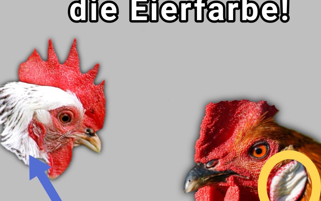 Schon gewusst? Hühnerohren verraten, welche Farbe die Eierschale haben wird