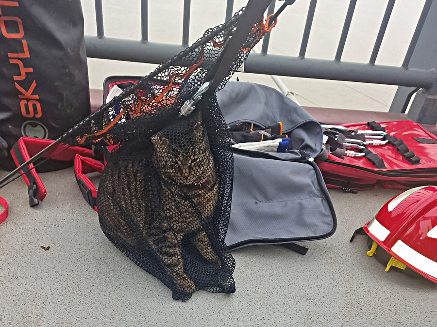 Abenteuerlustige Katze von Brücke gerettet