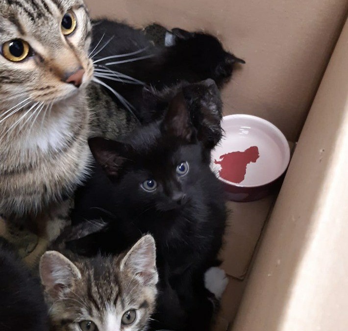 Mannheim – Mutter und Kind retten sieben ausgesetzte Katzen