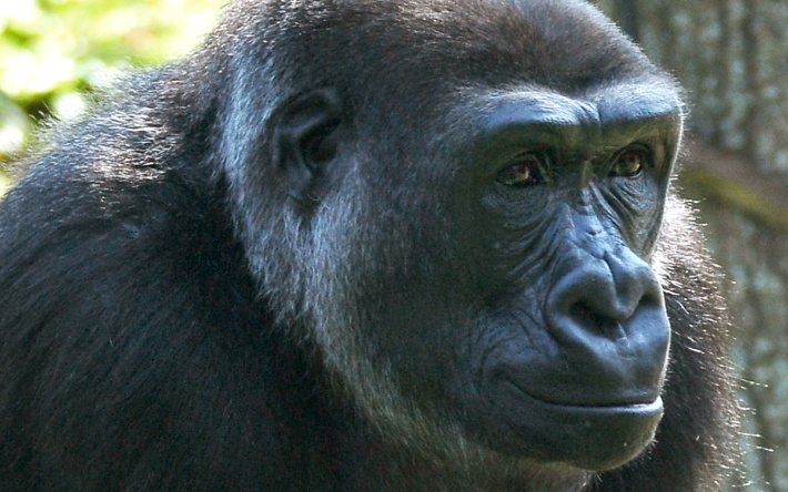 Zoo Heidelberg: Heidelberger Gorillagruppe wieder komplett