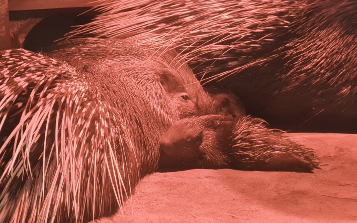 Stachelschweinnachwuchs in Kuschelstimmung im Heidelberger Zoo