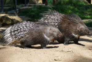 Stachelschweinpaar in der Sonne. (Foto: Heidrun Knigge/Zoo Heidelberg) 