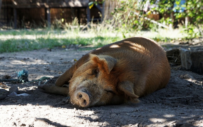 Neue Fälle der Afrikanischen Schweinepest (ASP) in Mannheim