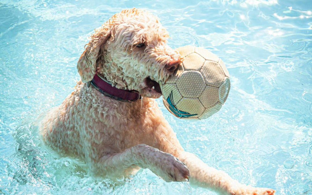 Leinen los – Hundeschwimmen im Freibad Sandhofen