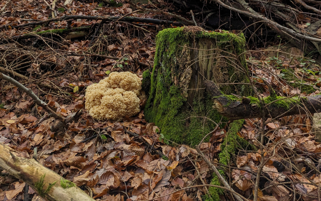 In den Wäldern des Rhein-Neckar-Kreises ist die Pilzsaison angelaufen