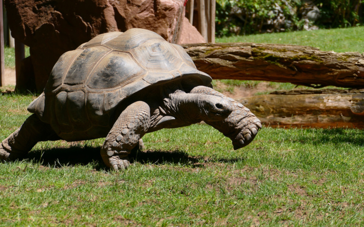Es geht wieder rund im Zoo!